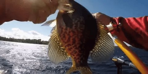 Pocket Size Fishing Rod