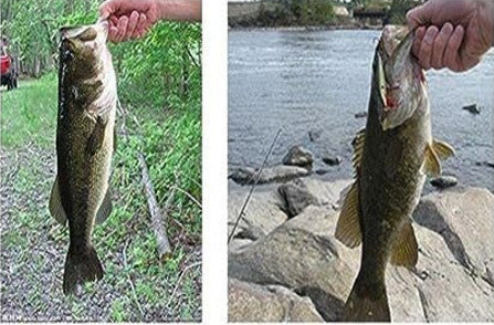 Pocket Size Fishing Rod